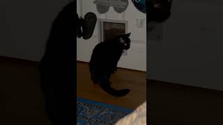 Mazikeen being Mazikeen Edel being the hallway police cats blackcat fatcat catdoor [upl. by Ainna]