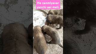 Ye janmlyavar yanchi aai melishortvideo youtubeshorts foryou lovealldoglover [upl. by Klarrisa762]