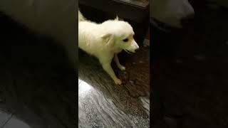 Dog barking to make your dog bark youtubeshort shorts funnydog funnypet dogbarkingsound 😈😈😈☠️ [upl. by Pulchi583]