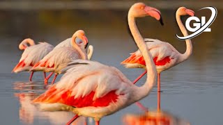 greater flamingo sound  pink flamingo flying  white flamingo bird  long neck birds  flamingo [upl. by Crescint]