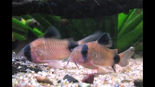 Deans Fishroom Update 1JAN2023 [upl. by Gunnar973]