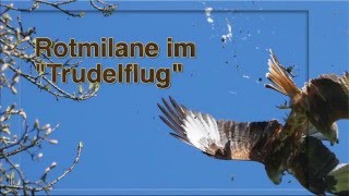 Rotmilane im Balzflug [upl. by Drislane]