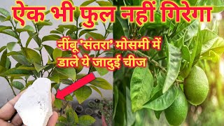 ऐक भी फुल नहीं गिरेगा  नींबू संतरा मोसमी में डाले ये जादुई चीजorganic fertilizer gardening [upl. by Siward]