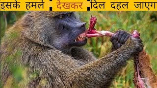 बबून के सबसे खतरनाक हमलेVery Dangerous Attacks Of Baboonwildyoutubevideotrending viralvideo [upl. by Siro]