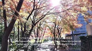 2843木コウヨウ紅葉南大沢3本柱のモニュメント付近TreeAutumn leaves20231206 [upl. by Dekeles]