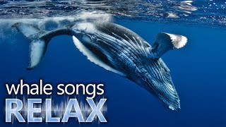 Humpback Whale songs of the ocean deep sleep music relaxationholistic hypno [upl. by Stephenie]