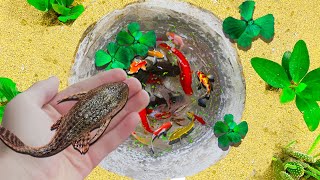 Catching a Hypostomus plecostomus in a Small Pond Koi fish Grouper Fish [upl. by Herahab]