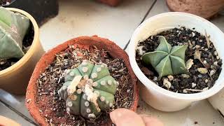 Cactus collection October 2024 Astrophytum part 1  Hindi [upl. by Gillead112]