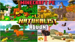 🦌NATURALIST ADDON for BEDROCK  MINECRAFT PE Full showcase 120 addons [upl. by Onitnerolf]