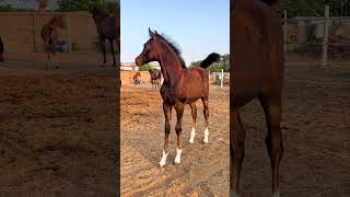 New Arabian Stallion Horse Pro horse arabian horses shorts viralshorts youtubeshorts [upl. by Niran]