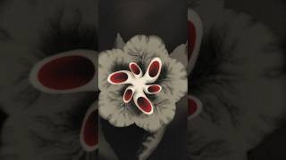 😵‍💫 what is this 😵 cursed evil flower animation trippyart [upl. by Corkhill]