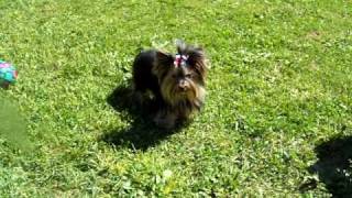 Teacup Yorkie adult 3 lbs We have Yorkies For Sale [upl. by Amilah]