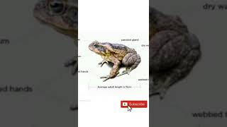 Frogshortvideotutor khan [upl. by Savina]