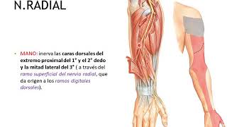 Inervación sensitiva de miembro superior [upl. by Hazrit]