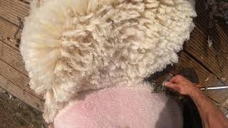 How to shear sheep go pro view [upl. by Argella]