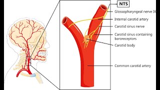 Anatomy and applied anatomy of the Carotid sinus  Carotid sinus syndrome [upl. by Kirred]