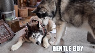 Husky Being Gentle With Best Friend After Surgery [upl. by Pammi]