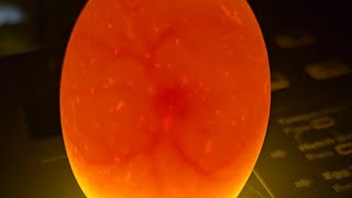 Egg candling video day 5 progression 🥚🐣 chicken chickenbreed eggs stagesoflife roostertime [upl. by Anaz589]