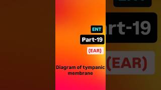 diagram of tympanic membrane tympanicmembraneperforation tympanum neet medical ent neetpg [upl. by Luahs]