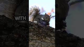 Squirrel Superpowers Natures Parkour Masters facts wildlifeknowledge animalfacts animals [upl. by Anaihk]