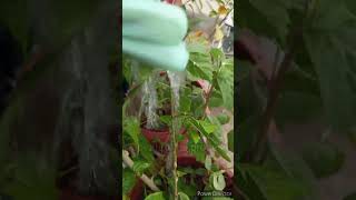 Mealy bugs treatment on hibiscus plantgardeningtips [upl. by Daffodil]