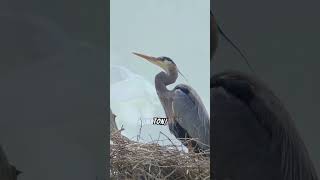 The Nest Building of Birds [upl. by Roque371]