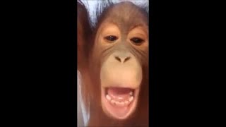 Orangutan at Phoenix Zoo practices his selfie [upl. by Lenahc304]