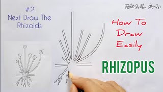 How to draw Rhizopus  Spore Formation  labelled diagram of Rhizopus [upl. by Leacim]