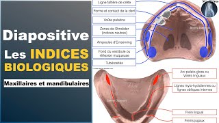 🔍 Indices Biologiques Positifs et Négatifs du Maxillaire et de la Mandibule  Guide Complet 🦷 [upl. by Thompson935]