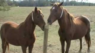 Horse Behavior Cribbing [upl. by Anafetse]