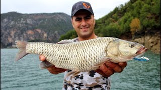 Dev Tatlı Su Kefallerine Dev Yemler Attık  Giant Chub Fishing [upl. by Armillda]