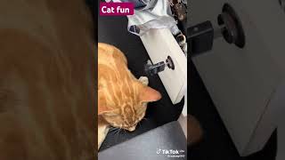 Cat fun funny funnyanimal cat everyone youtubeshorts pets usa india italy youtubevideos [upl. by Iorgo]