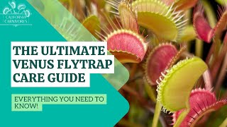 Ultimate Venus Flytrap Care Guide [upl. by Zeus]