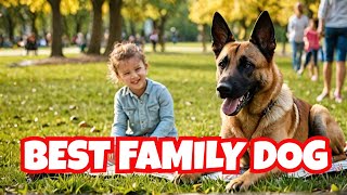 Are Belgian Malinois the BEST Family Dogs  Puppy Training  Malinois [upl. by Cruz]