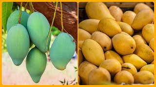 Mango ripening process without any chemical  how to cook mango  aam pakaneka tarika [upl. by Kcirdlek]