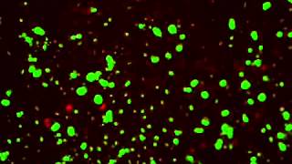 Cell Event Apoptosis Detection [upl. by Petes]