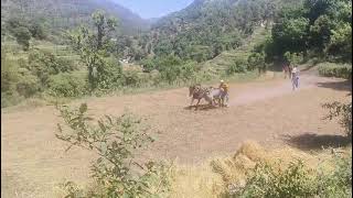 ox race in rajouri new video 2024 [upl. by Andres]