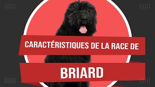 Caractéristiques De La Race De Briard 🐾 [upl. by Sirtimed]