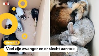 184 dieren gedumpt bij opvang Hoe kunnen mensen dit doen [upl. by Terbecki]