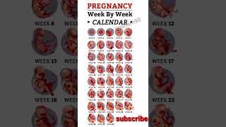 pregnancy week by week baby growth and development pregnancy health shorts [upl. by Breger]