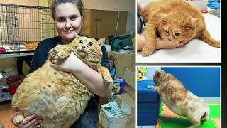 Worlds fattest cat died after vets failed to spot cancerous tumours under layers of flab [upl. by Tiffi]