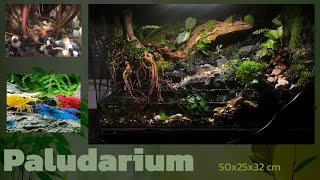 Paludarium quoteternal waterfallquot 🌿 50x25x32 cm  detailed setup [upl. by Jaunita]