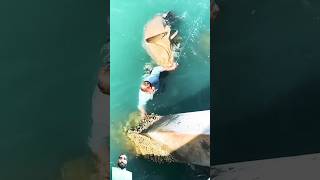 Kid 🤔jumps off the jetti to release GIANTGoliath grouper [upl. by Fillbert]