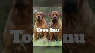 Tosa Inu The Samurai Dog dogs doglover tosainu [upl. by Peale]