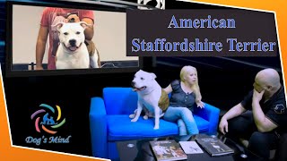 American Staffordshire Terrier συνέντευξη με την εκτροφέα Αργυρώ Βάλβη [upl. by Enohpesrep431]