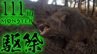 ＃104【有害鳥獣駆除】111kgの雄猪を駆除！  A male boar weighing 111kg was captured！ [upl. by Clarissa]