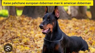 kaise pahchane european doberman hai ki american doberman viralvideo [upl. by Reeba]