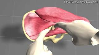 Künstliche Hüfte  minimalinvasive OP Langversion von Prof Christian Hendrich [upl. by Aicinat188]