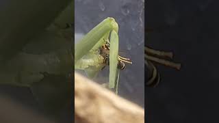 Mantis eating a wasp  22 insect prayingmantis animal shorts pets hierodula membranacea [upl. by Gemmell]