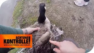 Tierrettung im Park Gans in Lebensgefahr  Achtung Kontrolle  kabel eins [upl. by Macintosh]